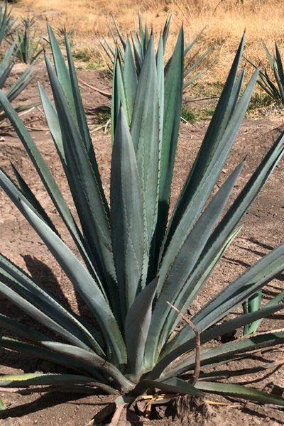agave-producto